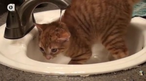 Activity-How-to-Bathe-a-Cat